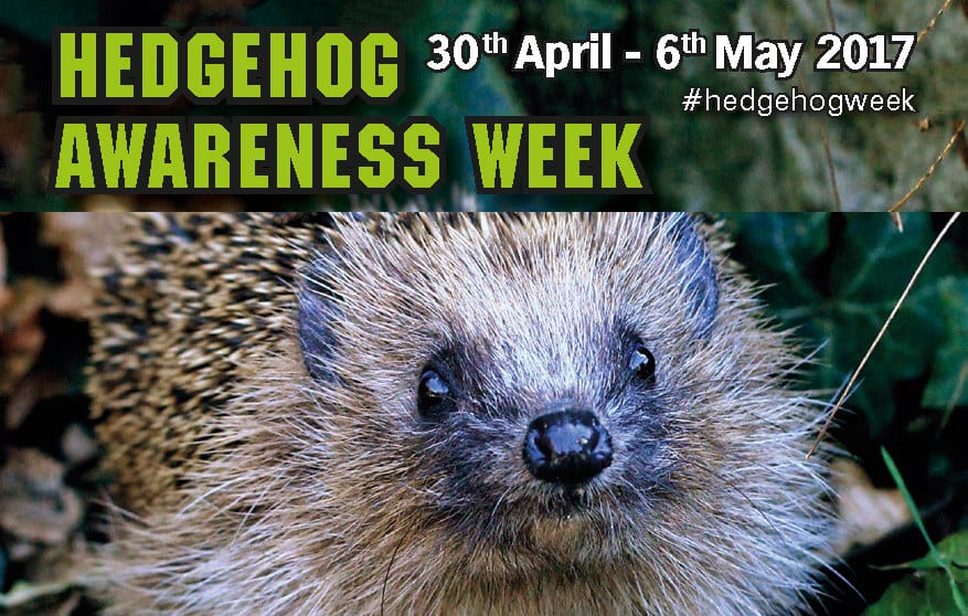 Hedgehog Awareness Week