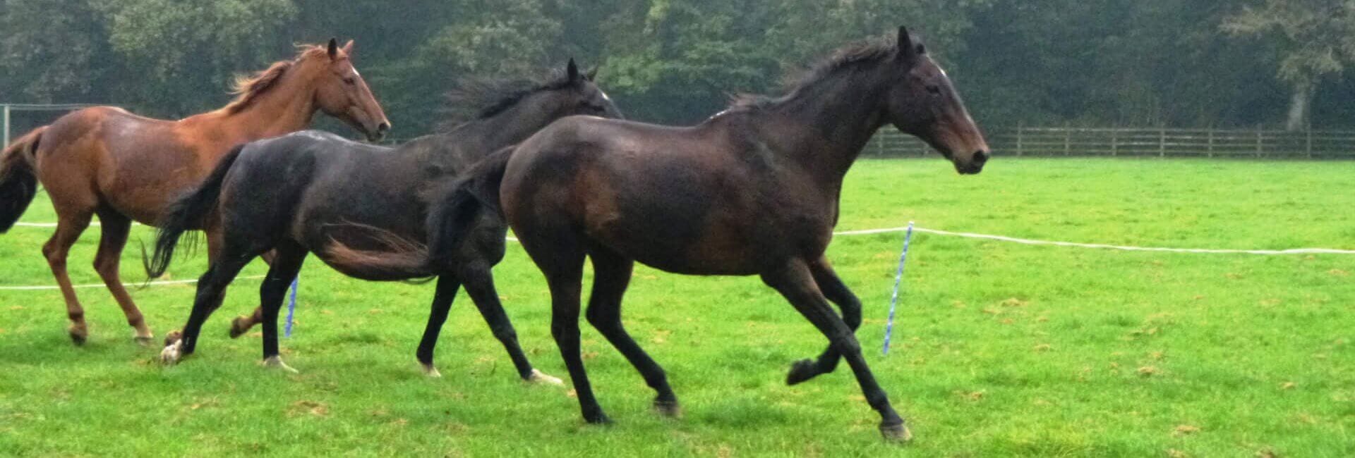 Horses resident animals Ferne Animal Sanctuary countryside view