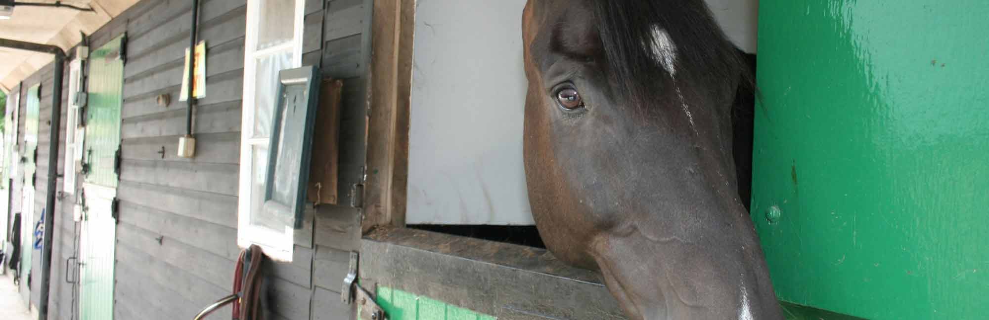 Ferne Animal Sanctuary Horse banner image