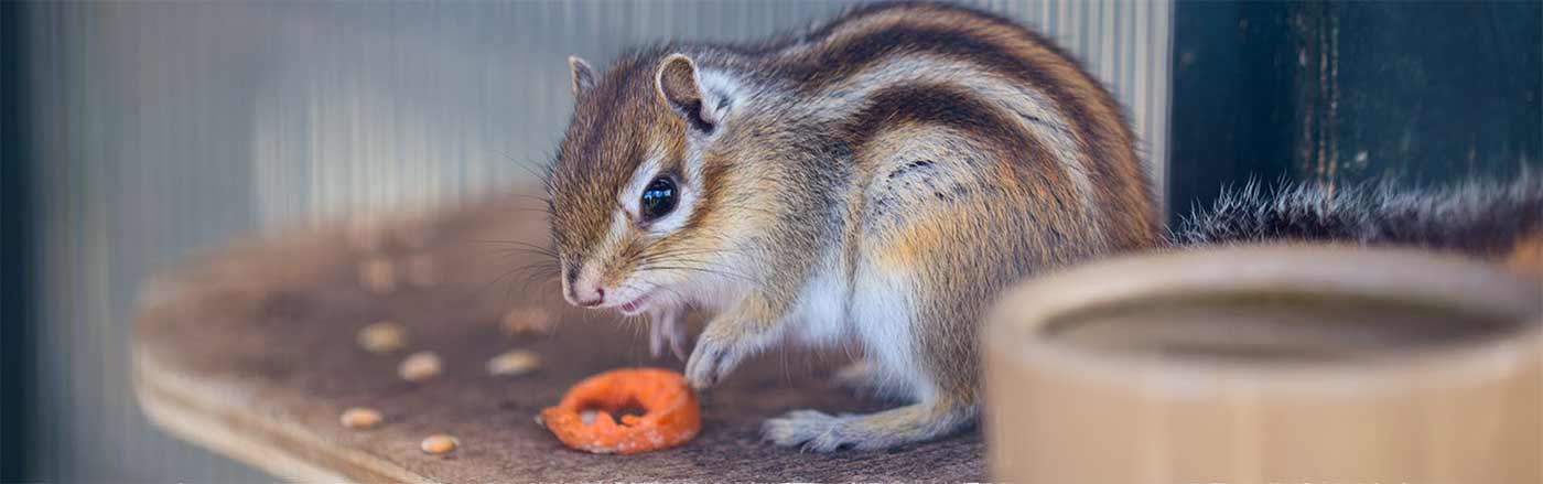 banner-squirrel