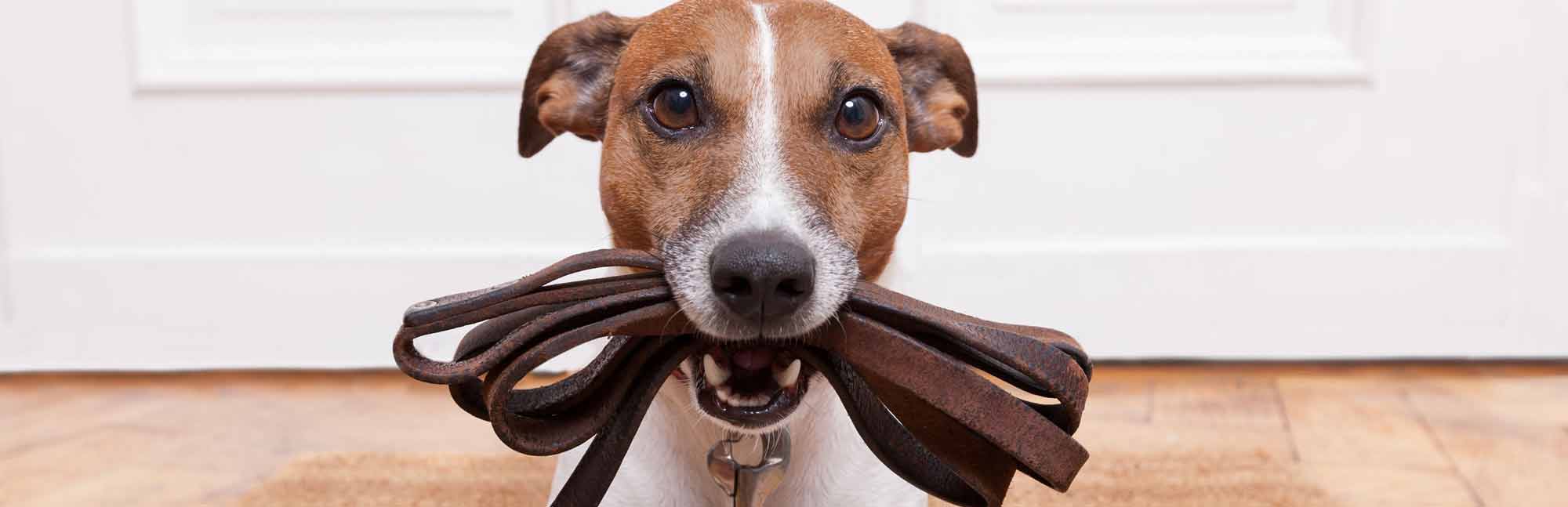 Ferne Animal Sanctuary banner_dog_with_lead Ferne Animal Sanctuary banner_dog_with_lead