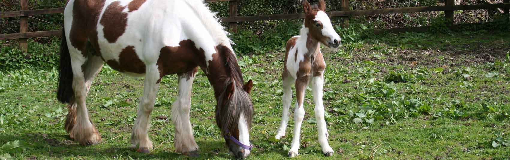 A foal at Ferne Animal Sanctuary