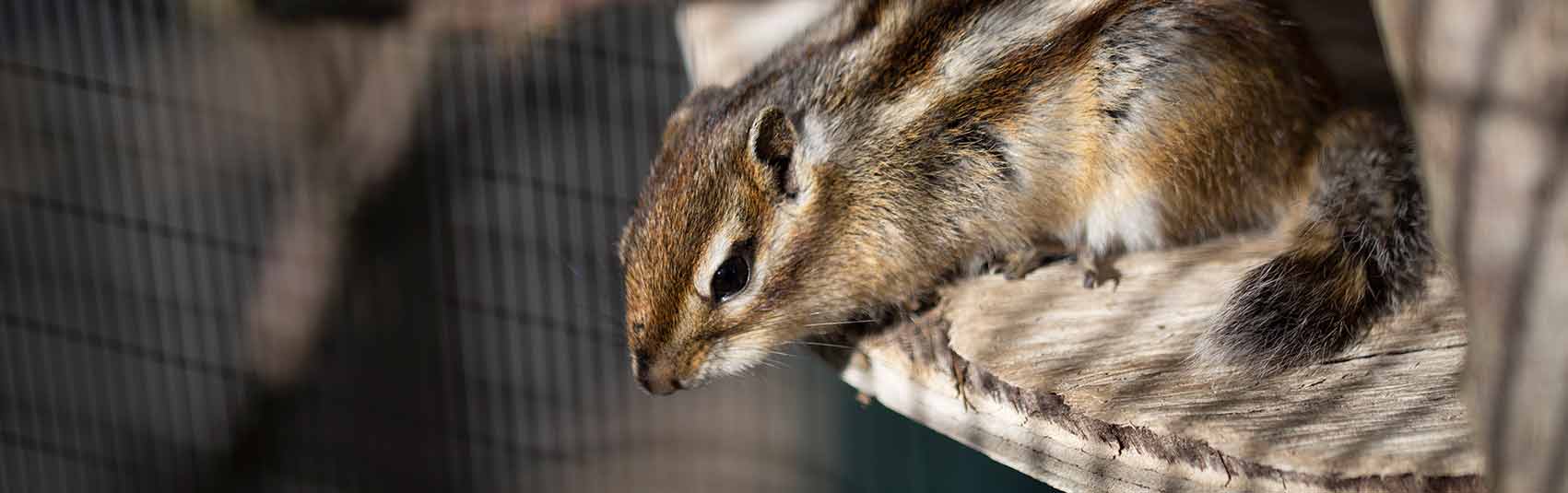 A hamster at Ferne Animal Sanctuary