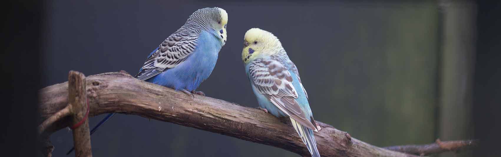 Parakeets at Ferne Animal Sanctuary