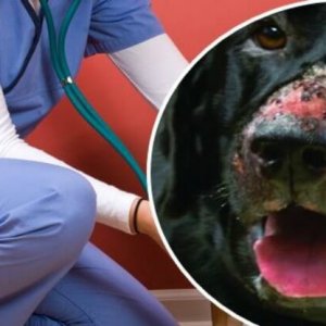 Alabama Rot – Information for dog owners