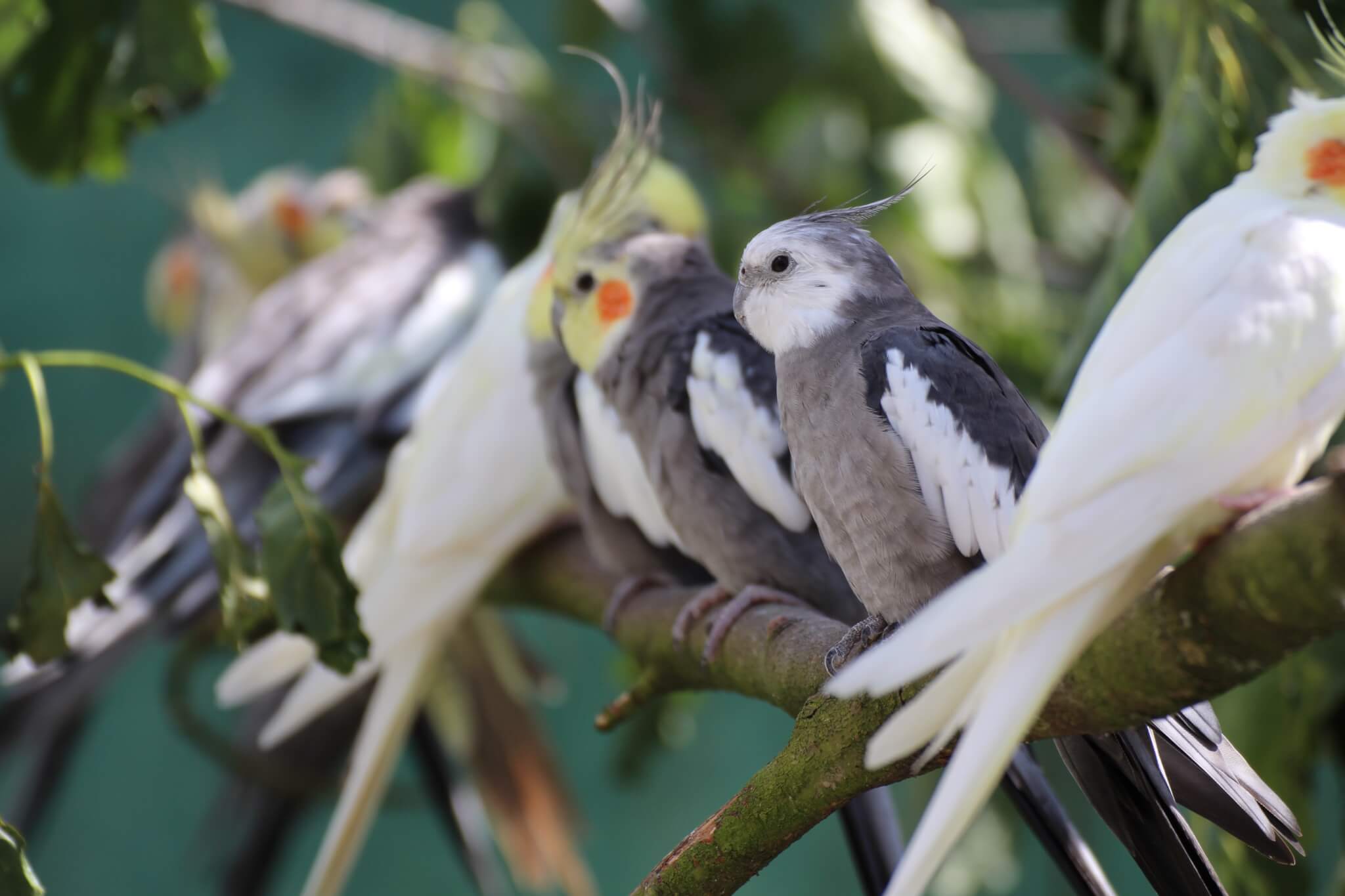 Ferne Animal Sanctuary cockatiels on a branch