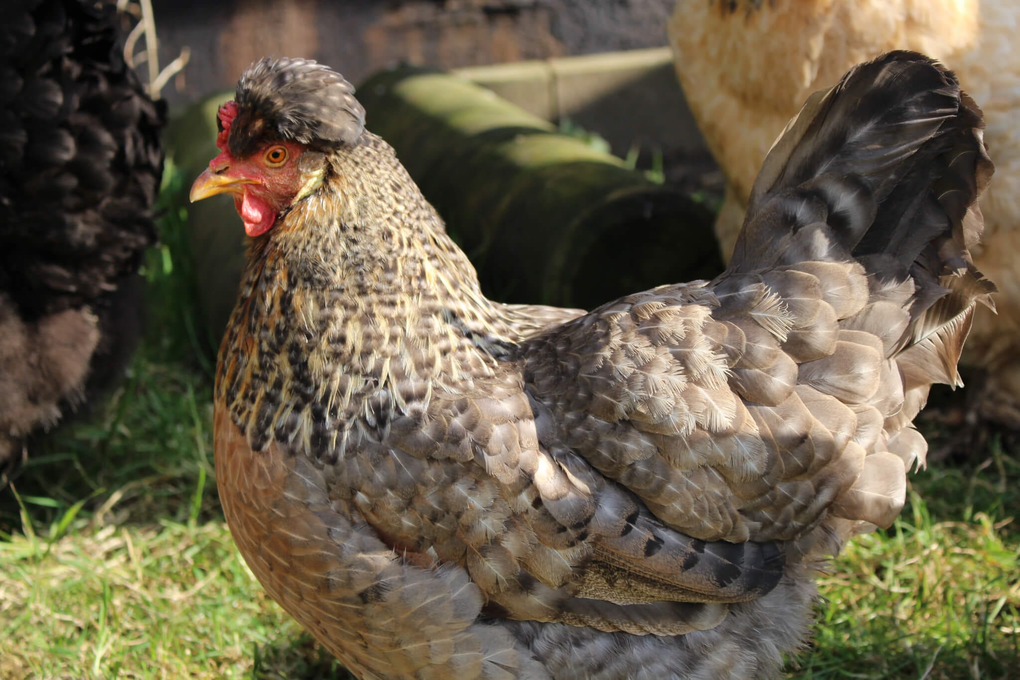 Ferne Animal Sanctuary Chicken with cool comb