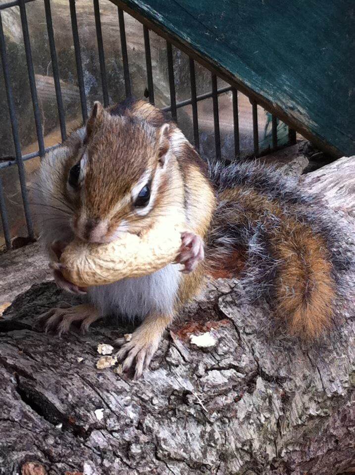 Ferne Animal Sanctuary chipmunk eating a nut