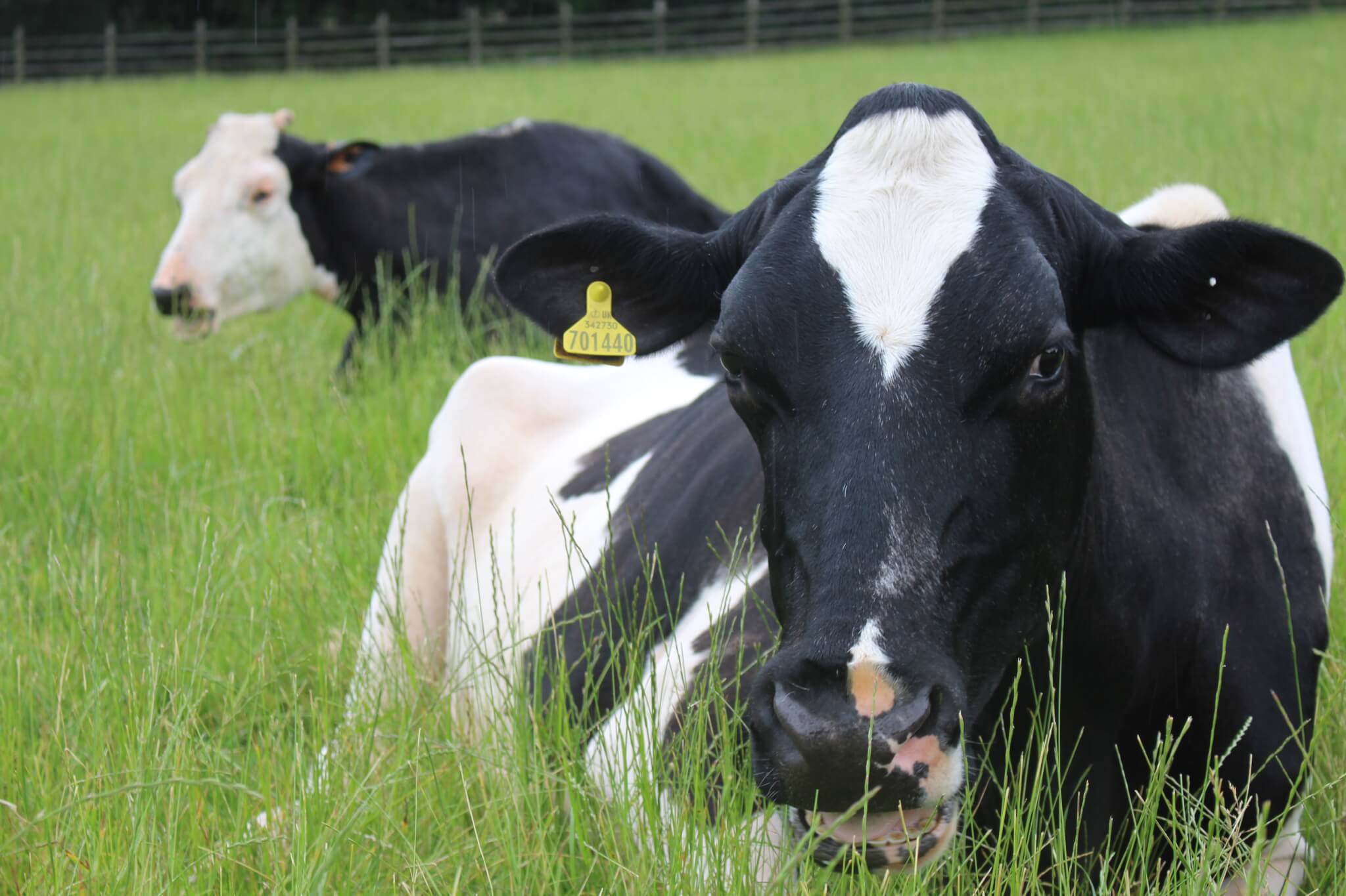 Ferne Animal Sanctuary Star the cow