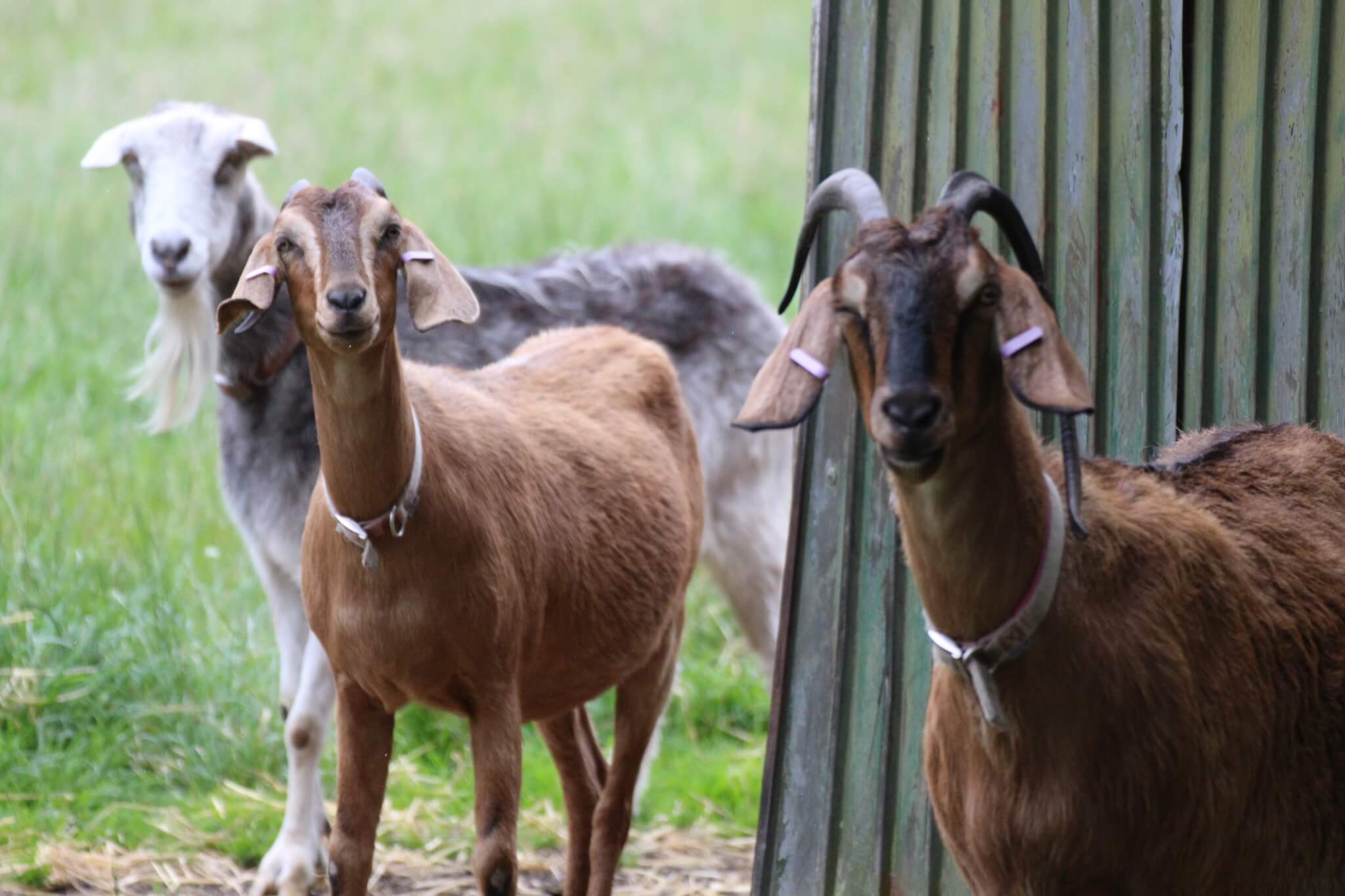 Ferne Animal Sanctuary three goats smiling