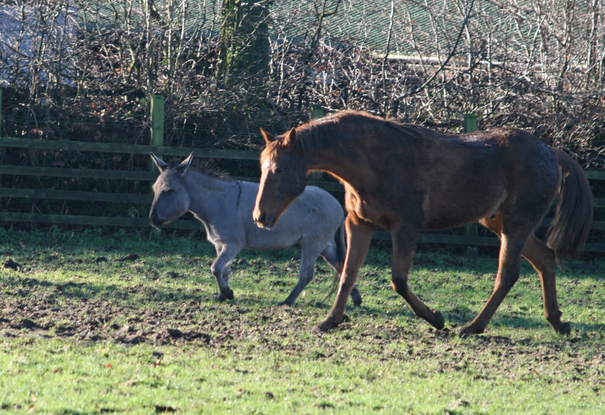 Ferne Animal Sanctuary horse and donkey in field