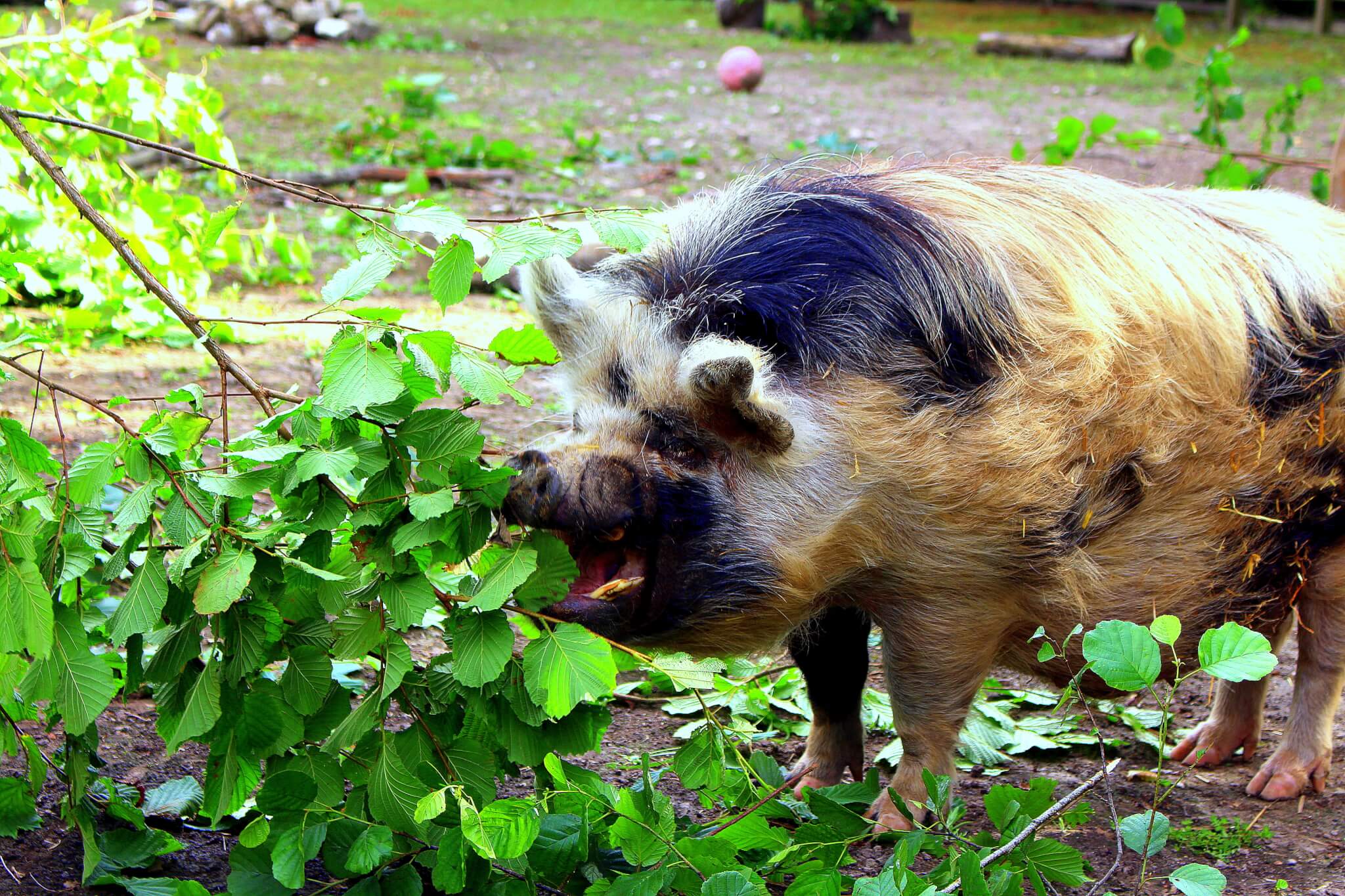Ferne Animal Sanctuary Pig Eating a bush