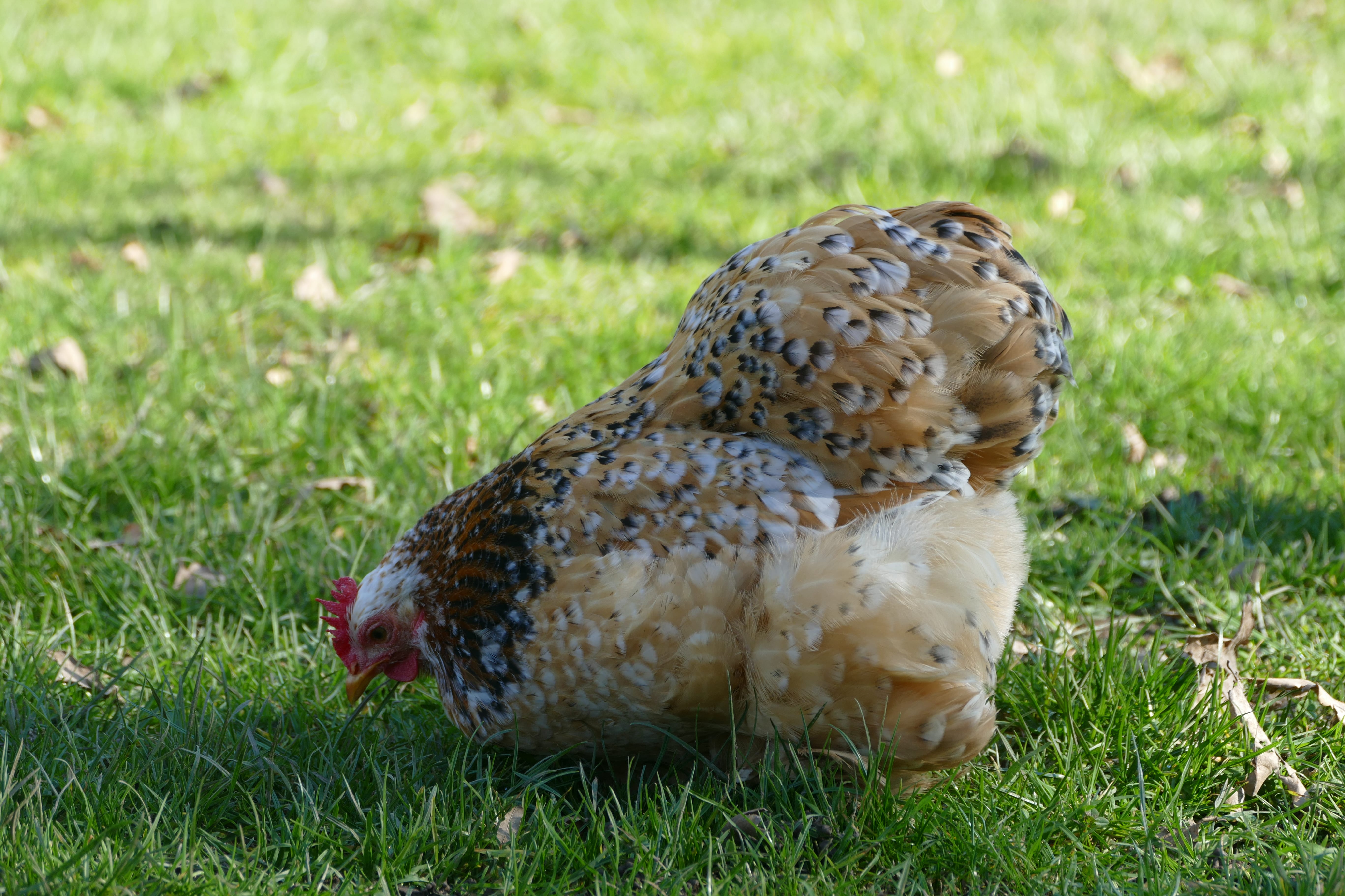 Chickens