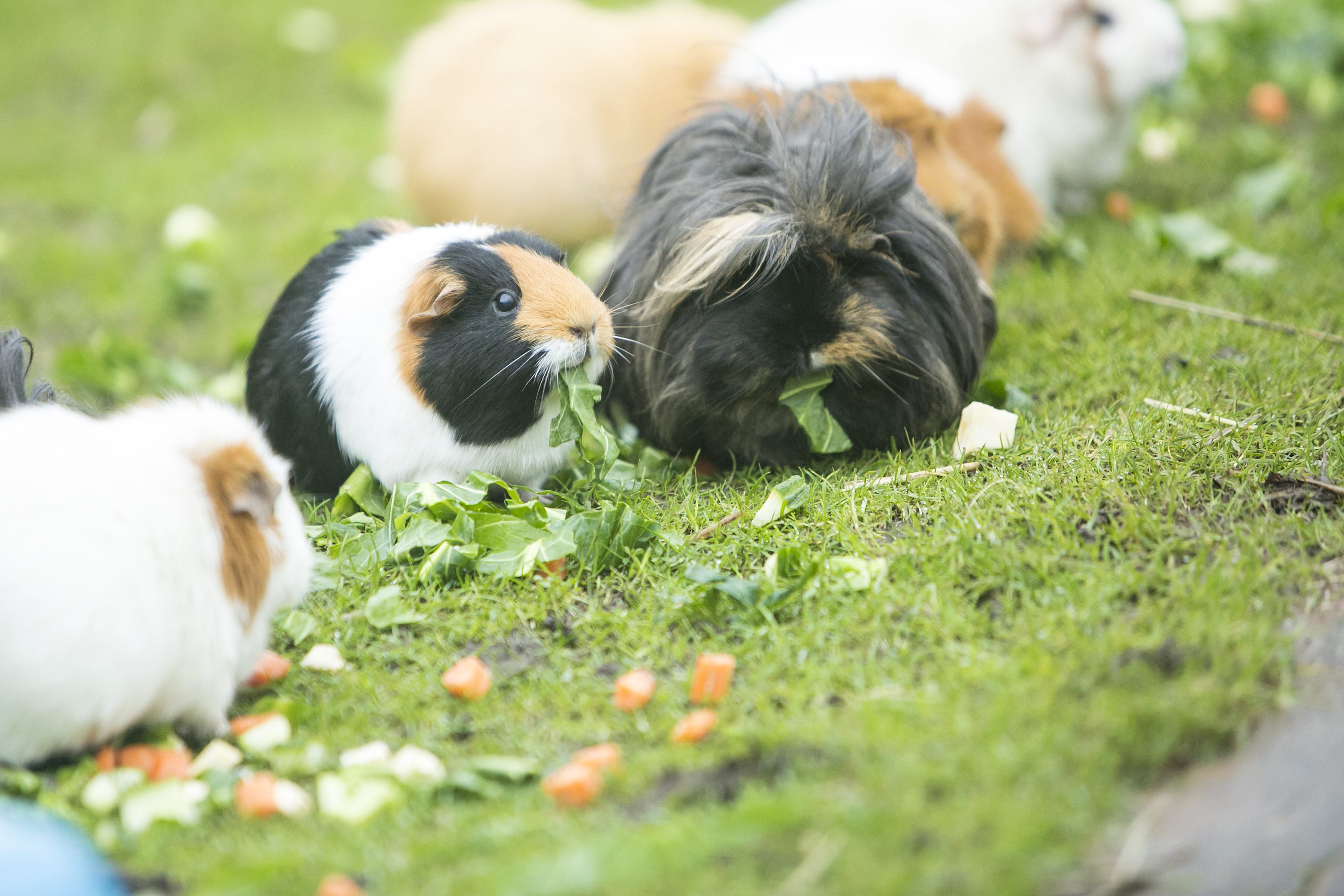 The Guinea Pigs