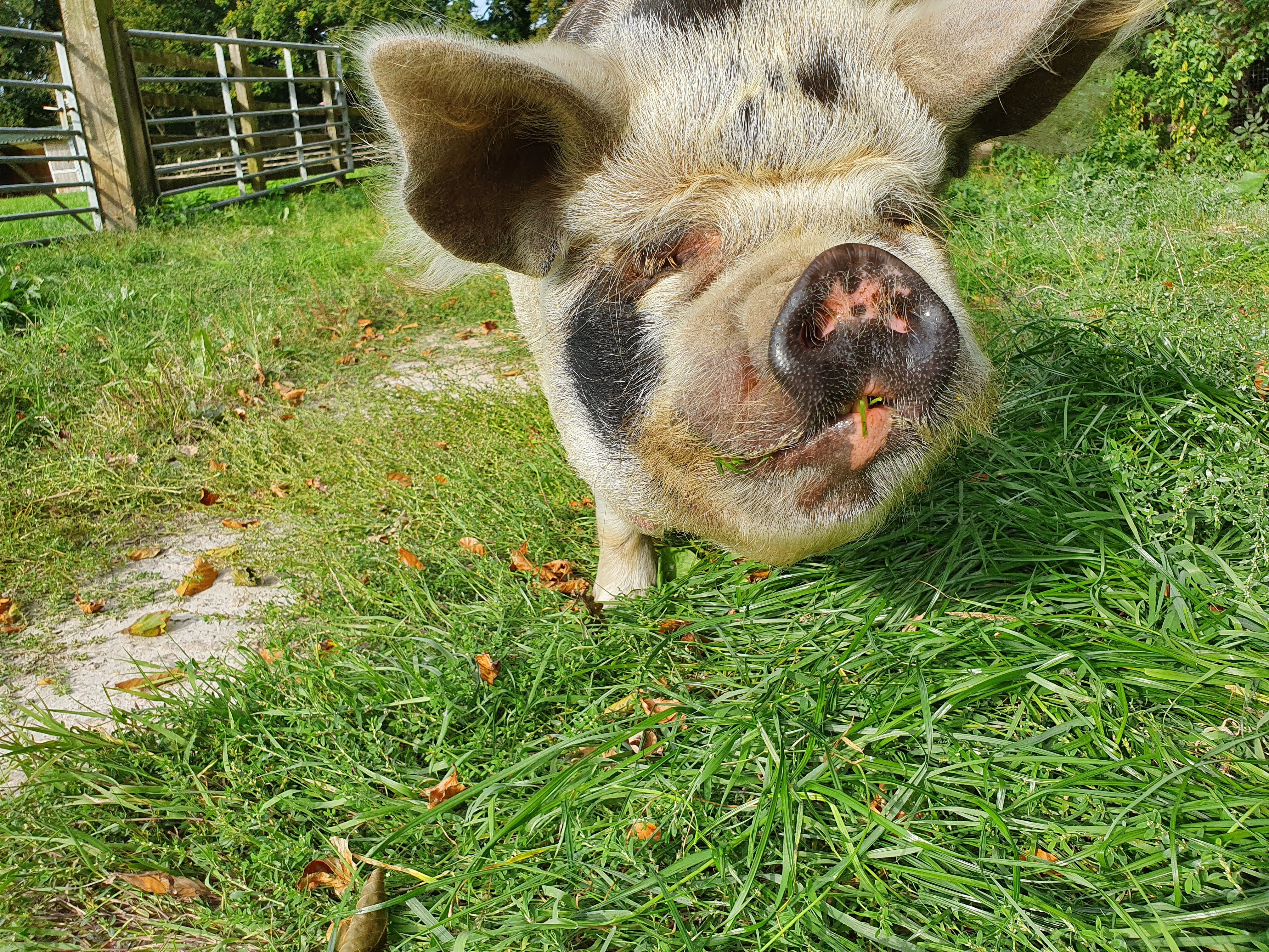 Ruffles back in rested paddock Sept 2020