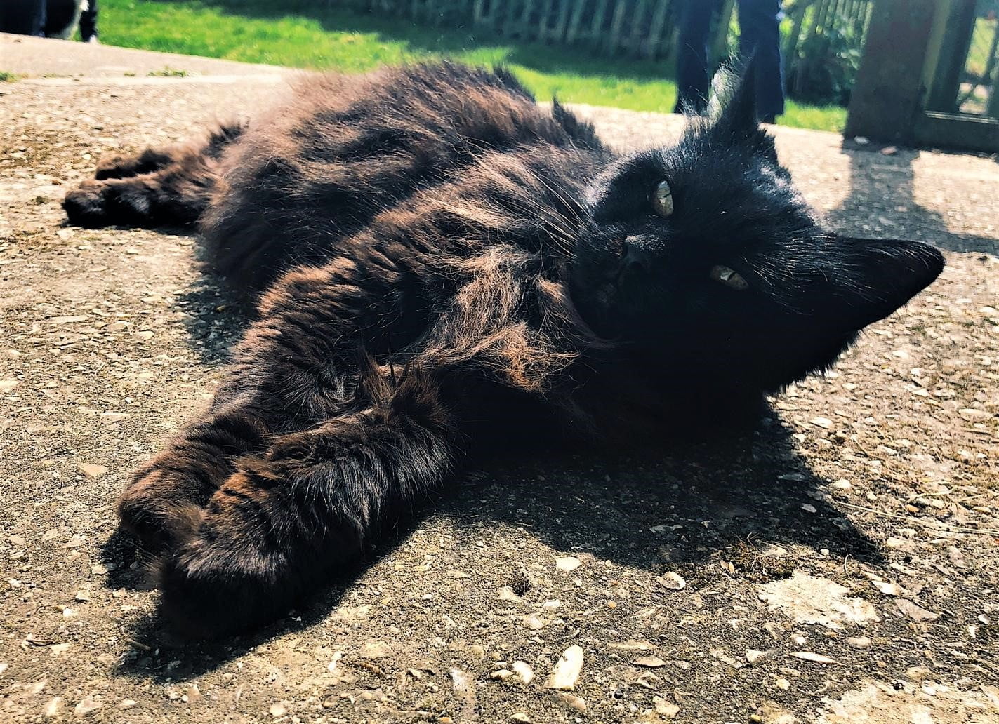 oscar