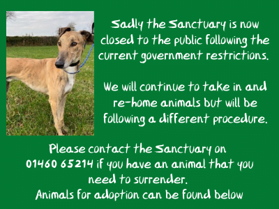 cutest hypoallergenic dog breeds