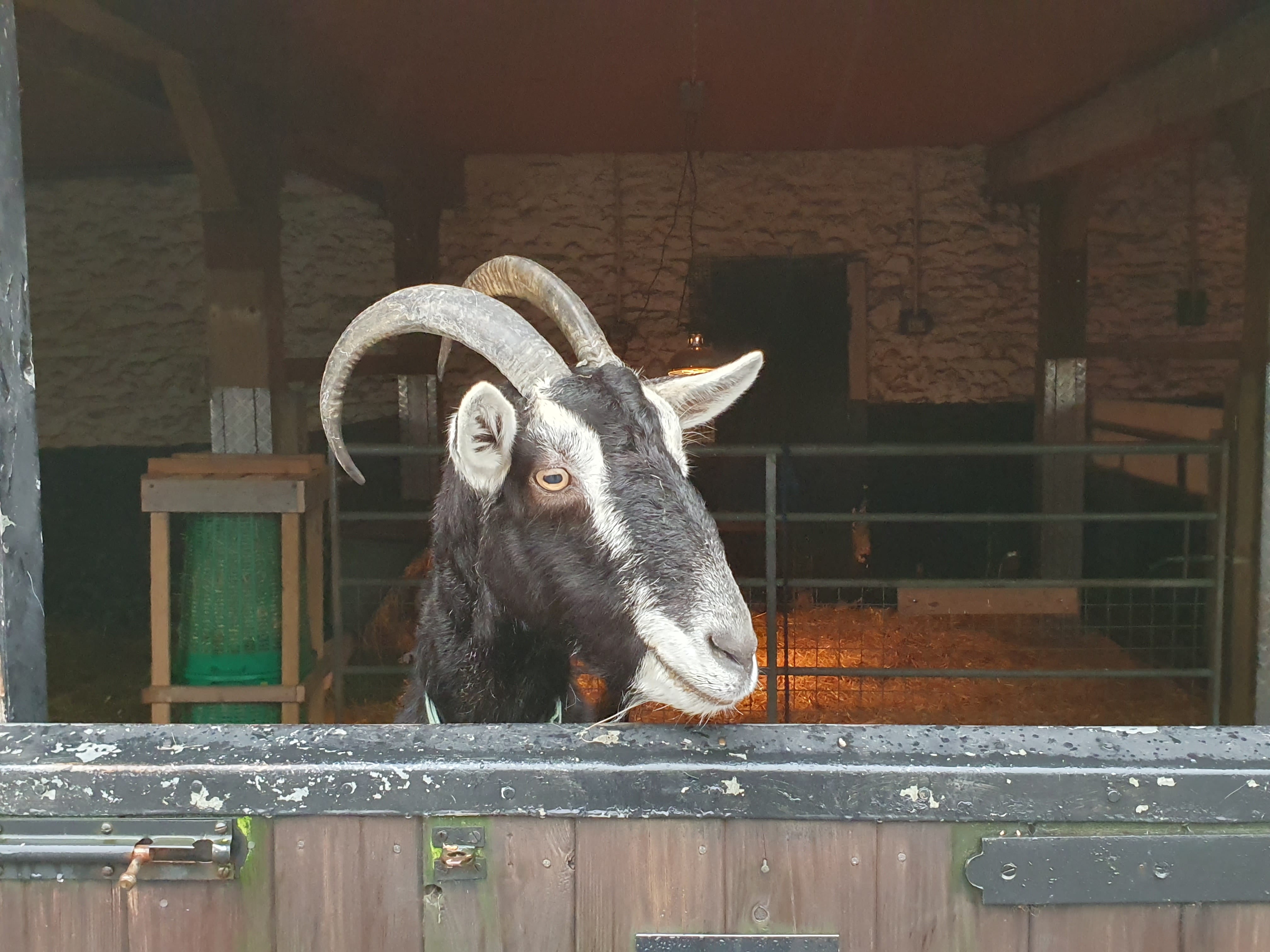 Farm animals | Ferne Animal Sanctuary