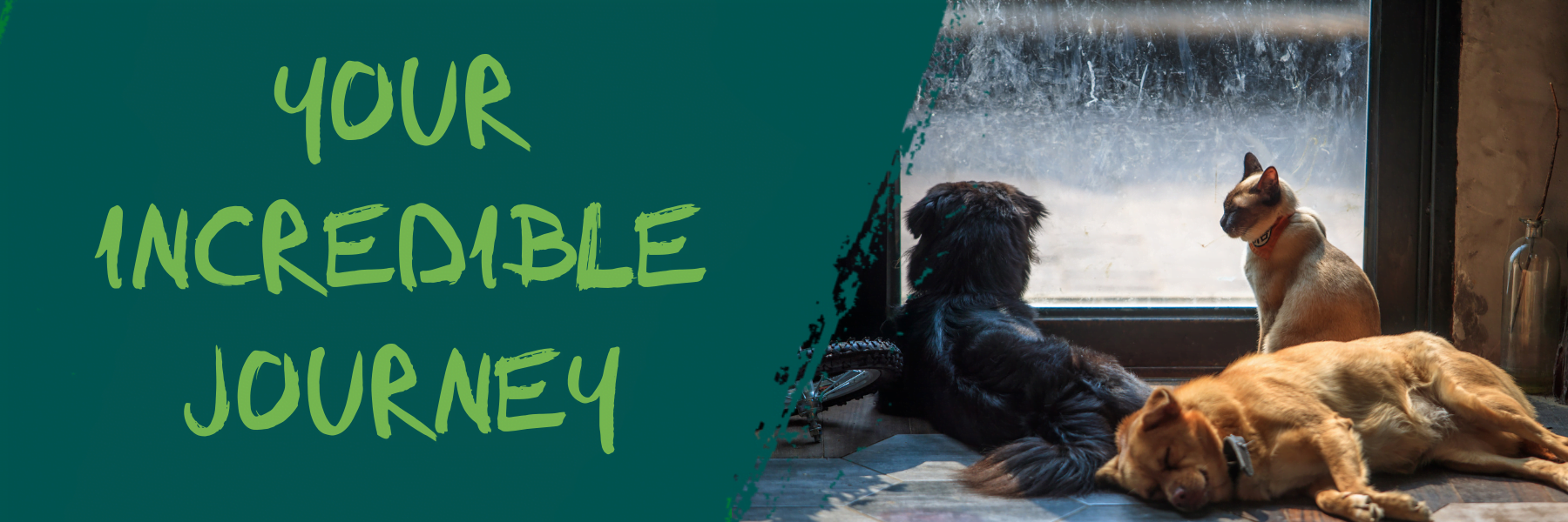 website banner Ferne Animal Sanctuary countryside view