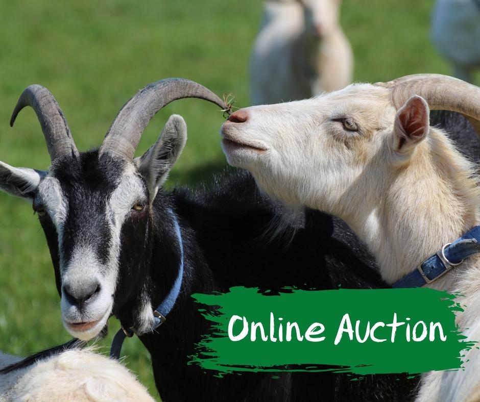 Our Online Auction is LIVE