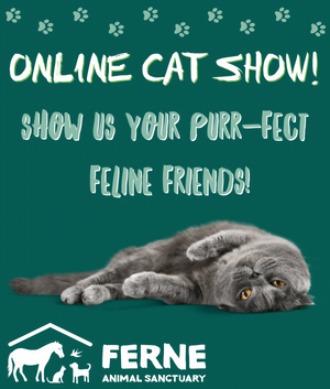 Our Online Cat Show Winners!
