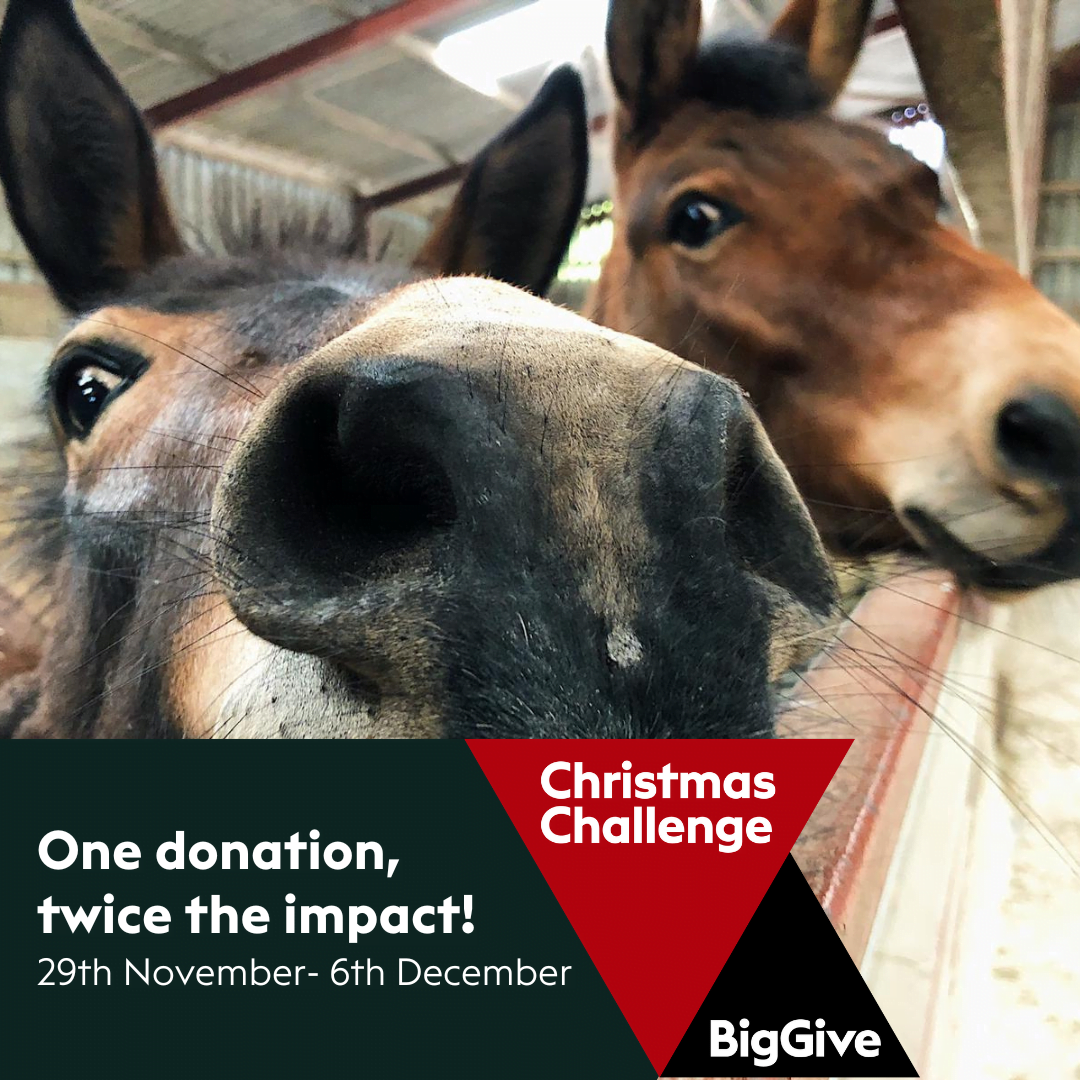 The Big Give Christmas Challenge 2022!