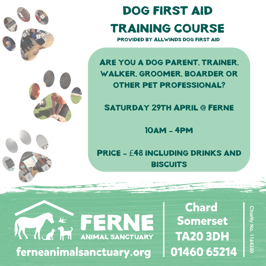 Dog First Aid Training Course