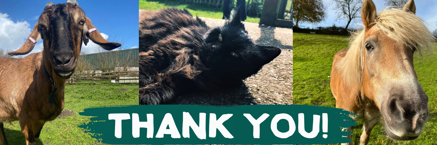 THANK YOU! (2) Ferne Animal Sanctuary banner_dog_with_lead