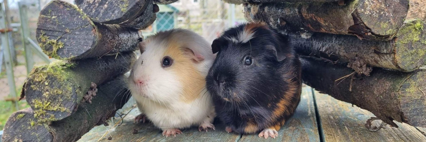 Website Banner (Guinea Pigs) A hamster at Ferne Animal Sanctuary