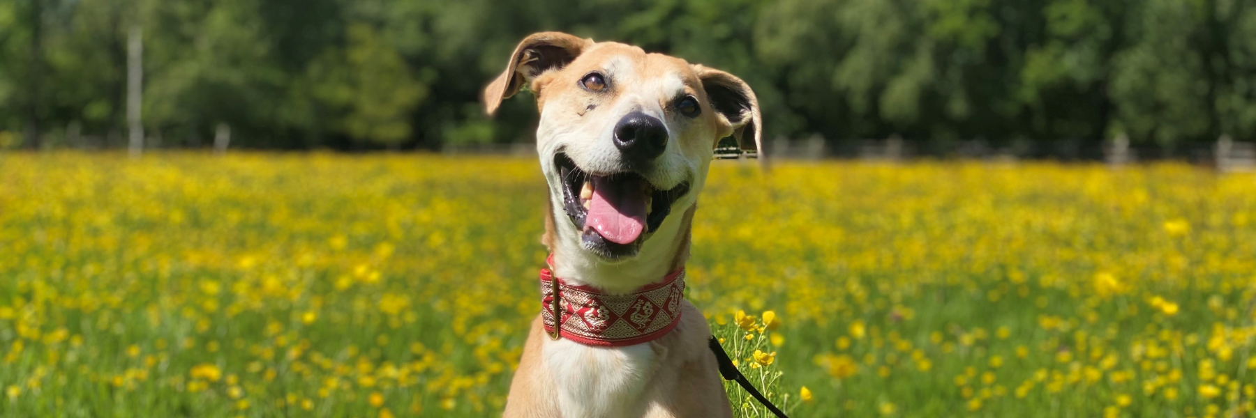 Website Banner (Amber) Ferne Animal Sanctuary banner_dog_with_lead