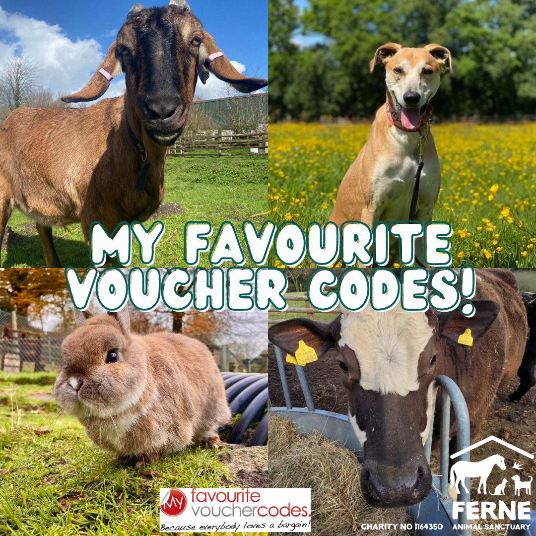 Vote for Ferne Animal Sanctuary in the My Favourite Voucher Codes Poll!