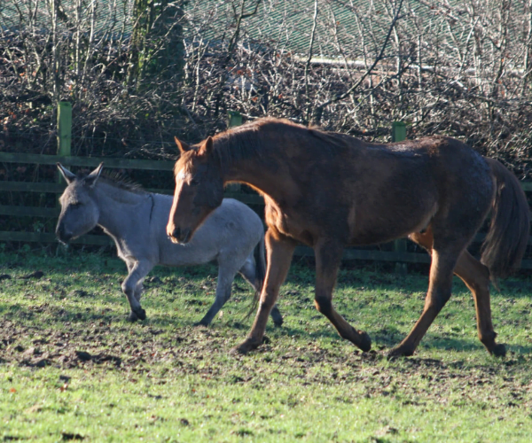 Ferne Animal Sanctuary horse and donkey in field