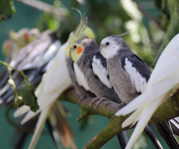 Ferne Animal Sanctuary cockatiels on a branch