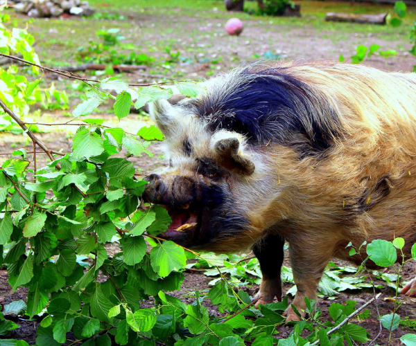 Ferne Animal Sanctuary Pig Eating a bush