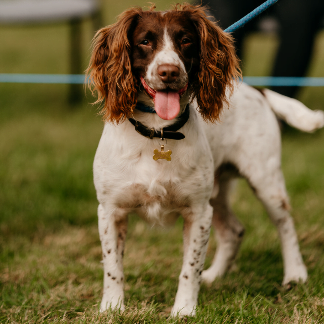 Ferne’s Annual Dog Show