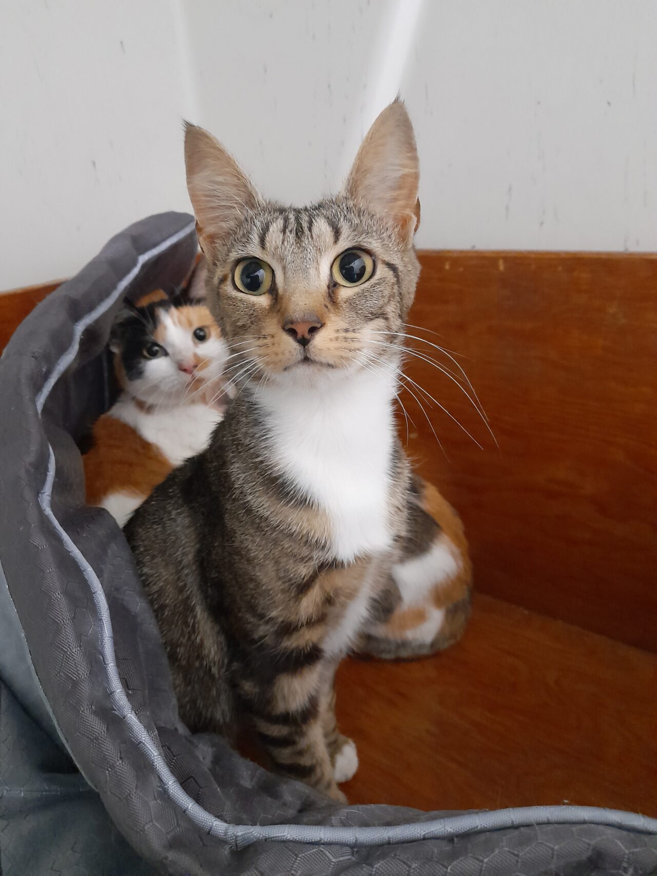 Global Cat Vaccination Shortage Impacts Cattery Admissions Ferne