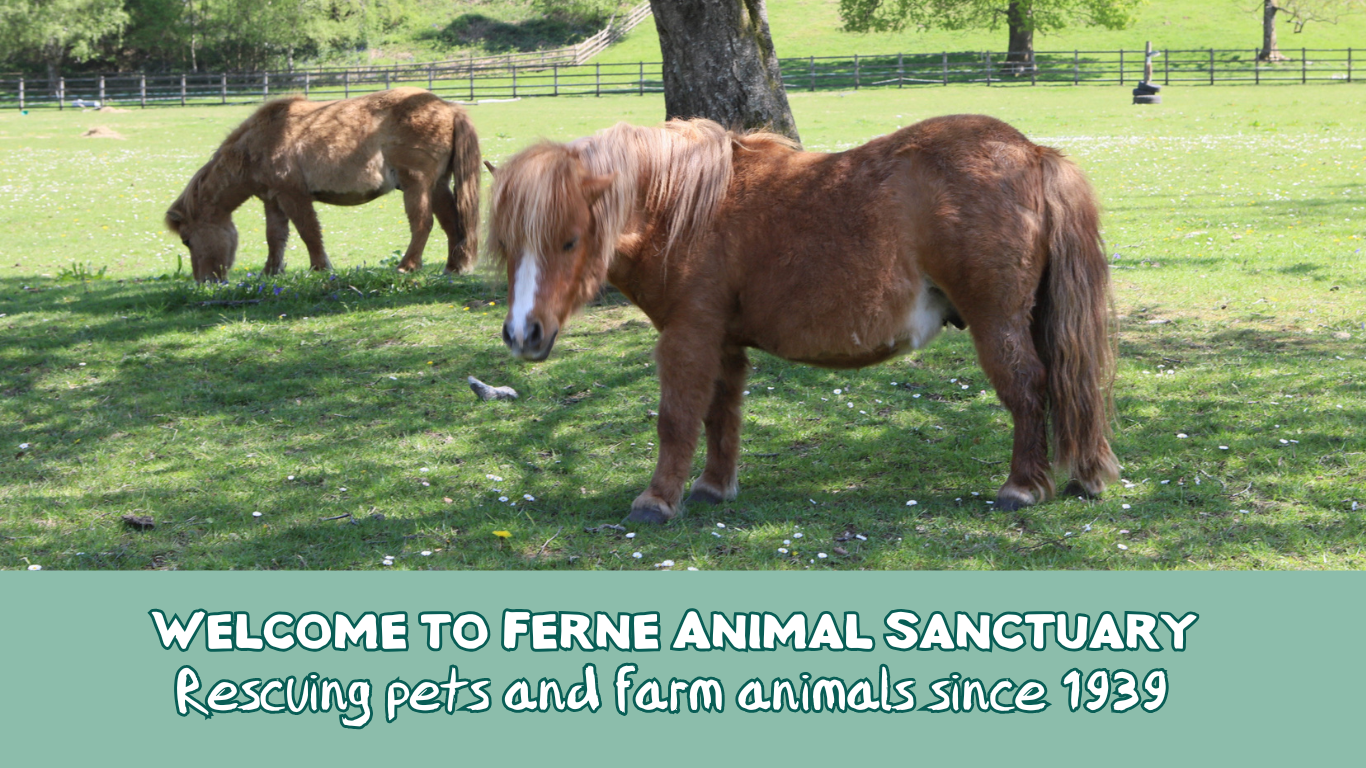 Ferne Animal Sanctuary Wildlife day event 
