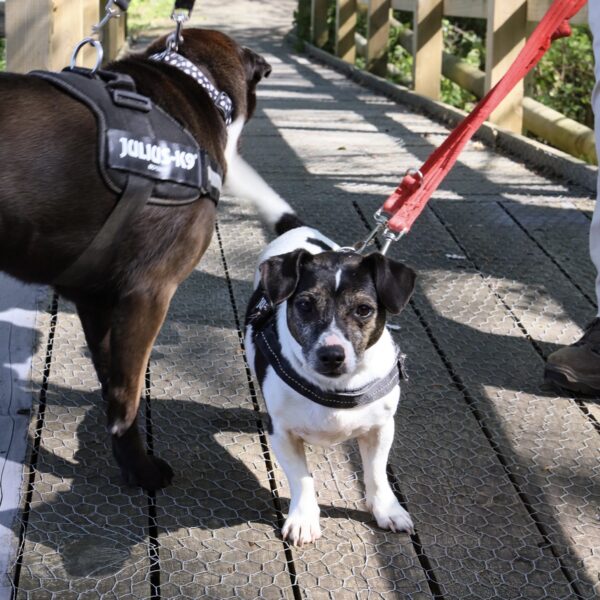 Support our neutering appeal