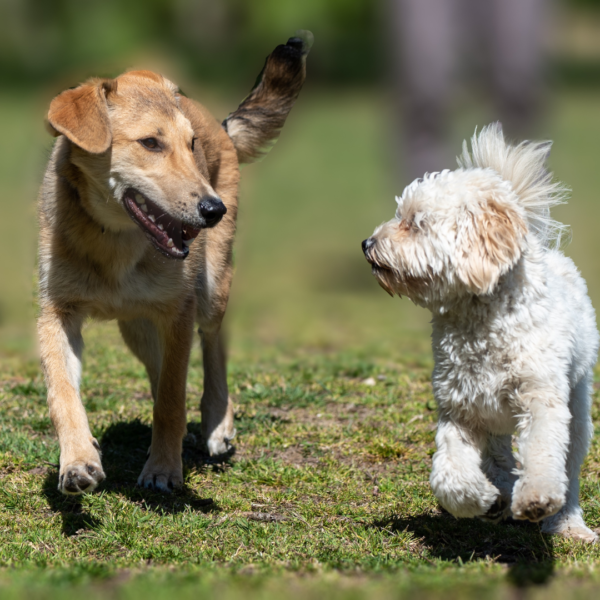 Rehoming tips - Ferne Animal Sanctuary blog