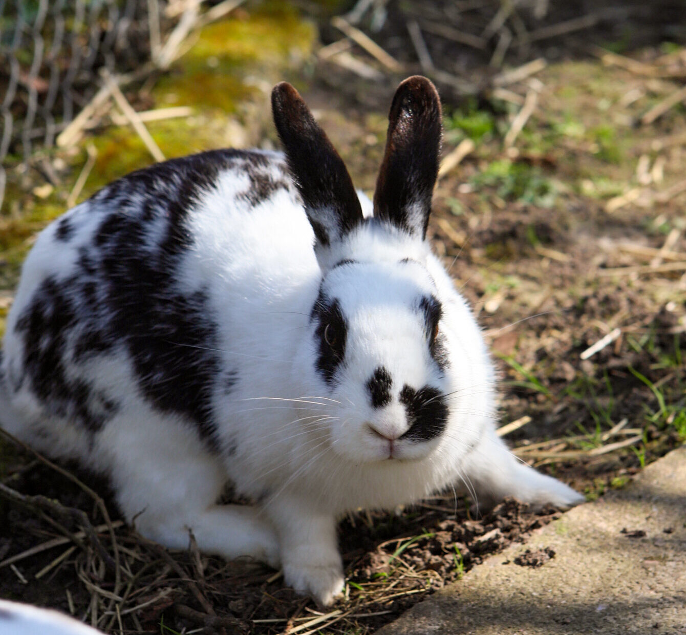 Introducing Rabbit Care Education Sessions at Ferne