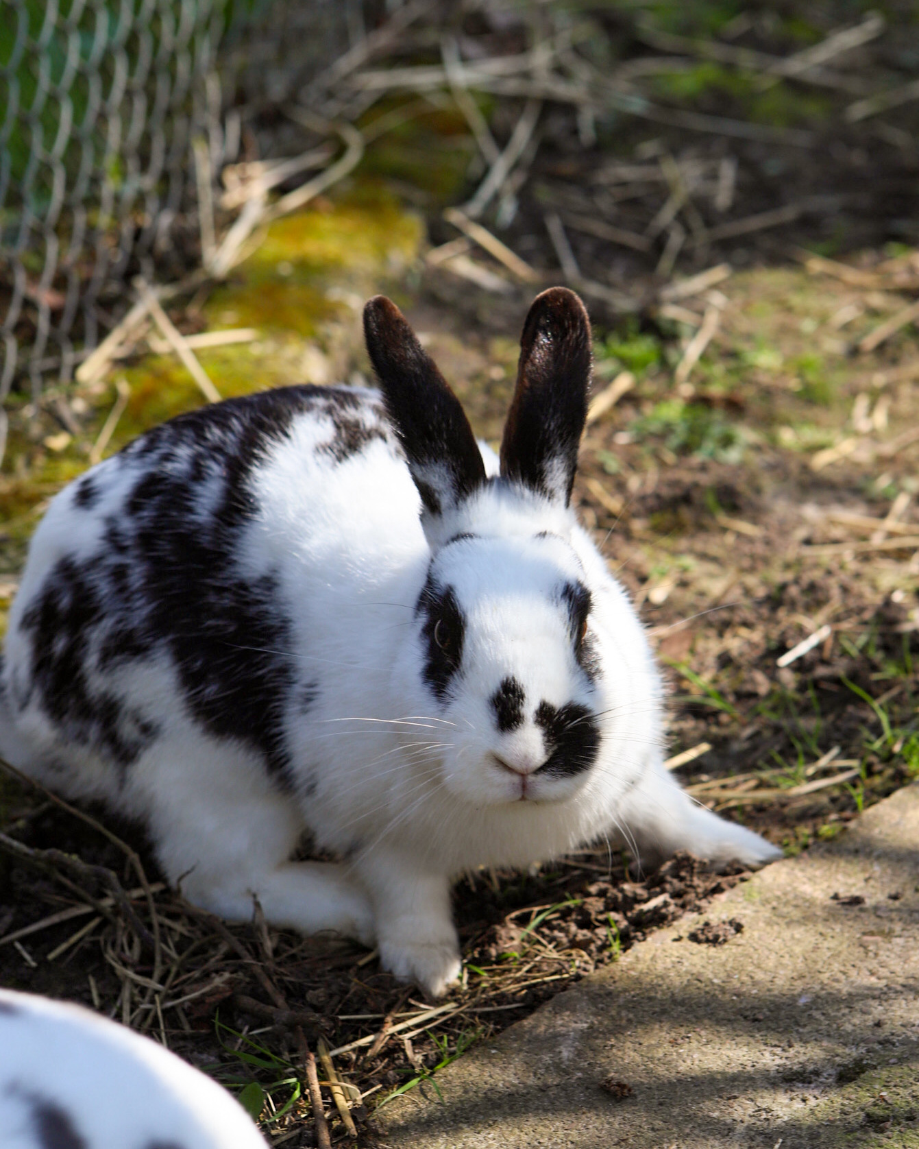 Introducing Rabbit Care Education Sessions at Ferne