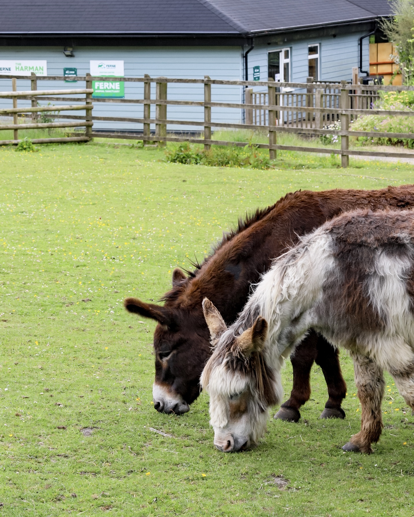 Visiting Ferne Animal Sanctuary Visiting Ferne Animal Sanctuary