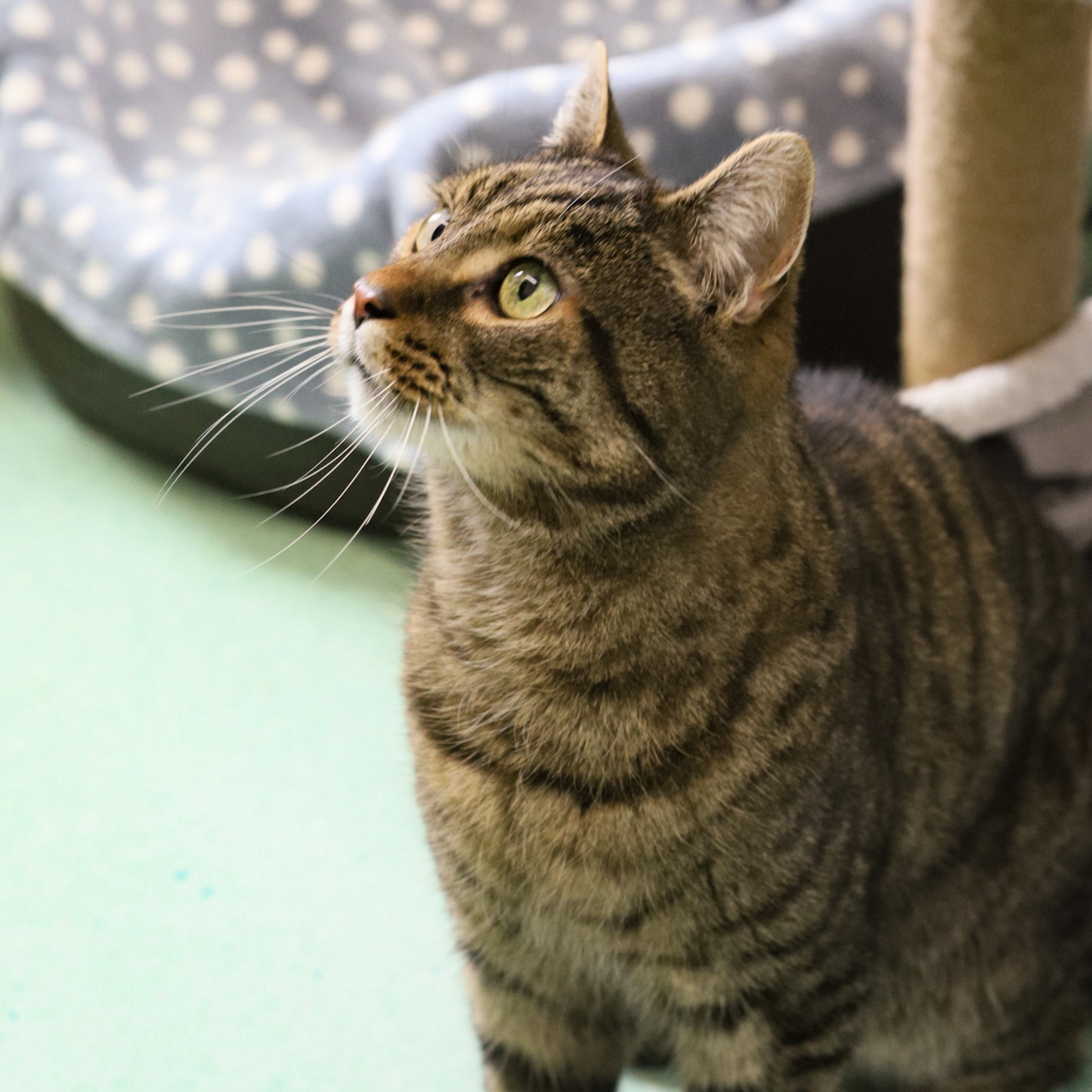 The Cats Need Your Help!
