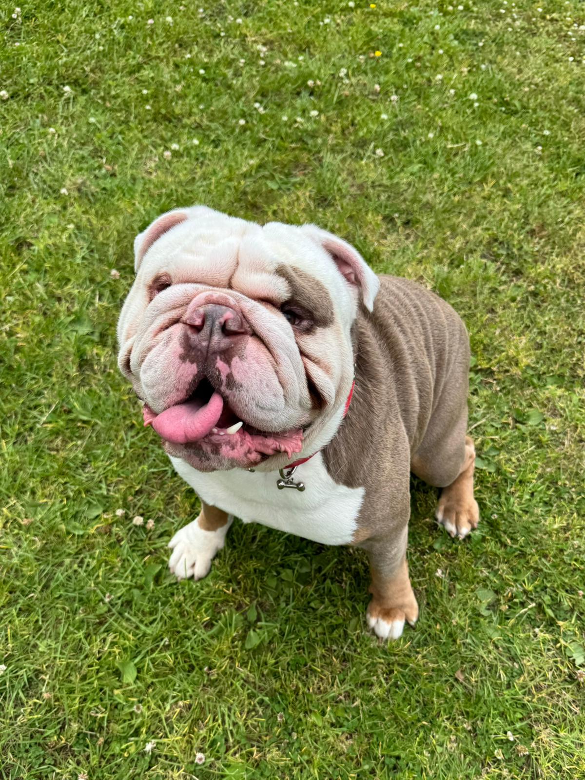 Arlo