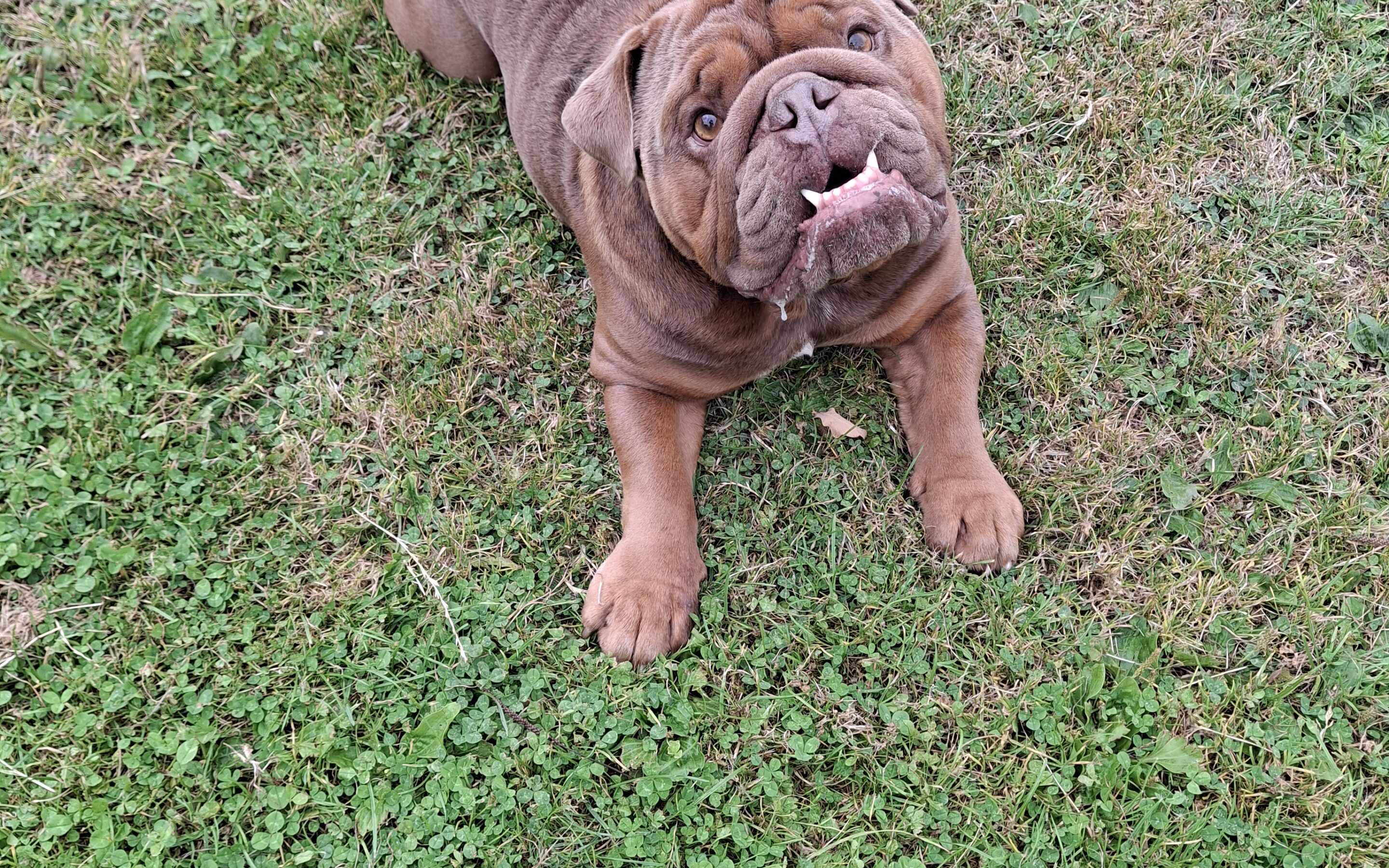 Logan