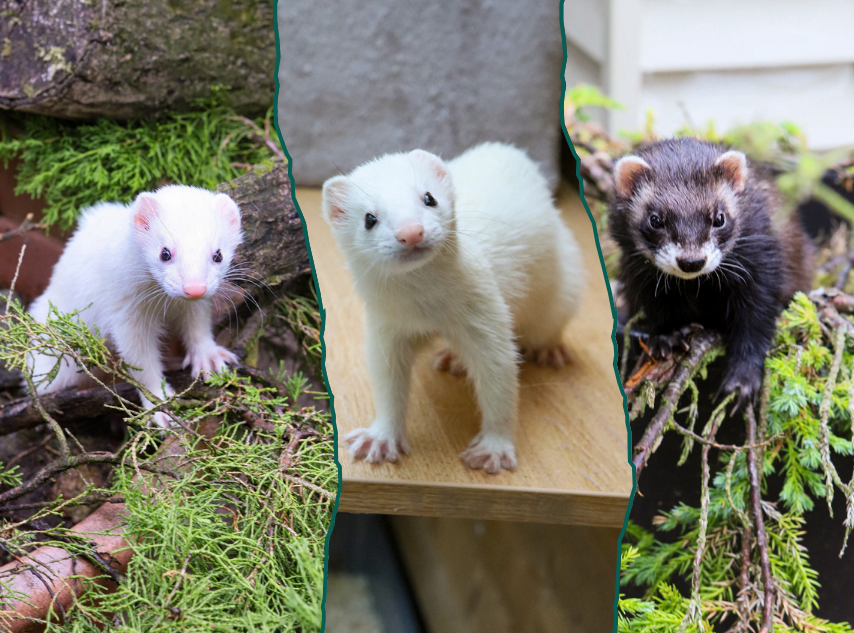 the ferrets FI