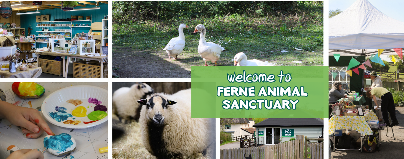 Ferne Animal Sanctuary Wildlife day event 
