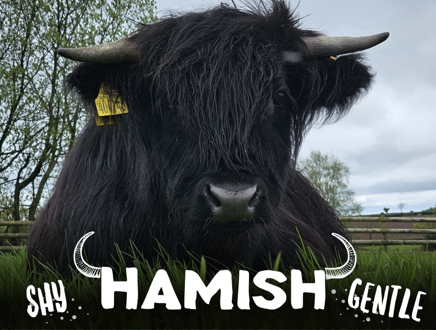 Hamish