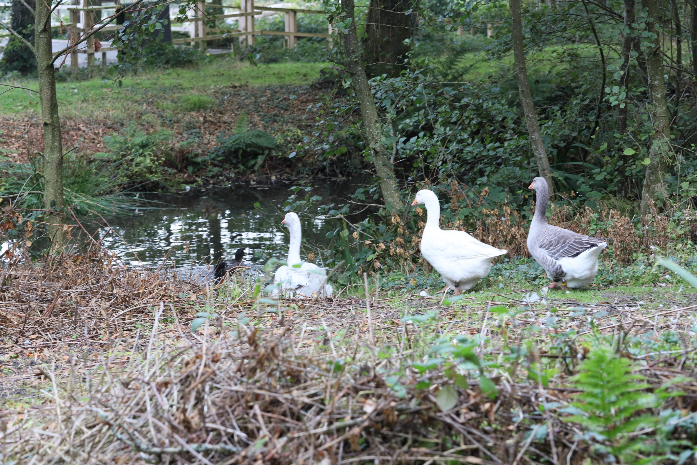 The Plantation at Ferne