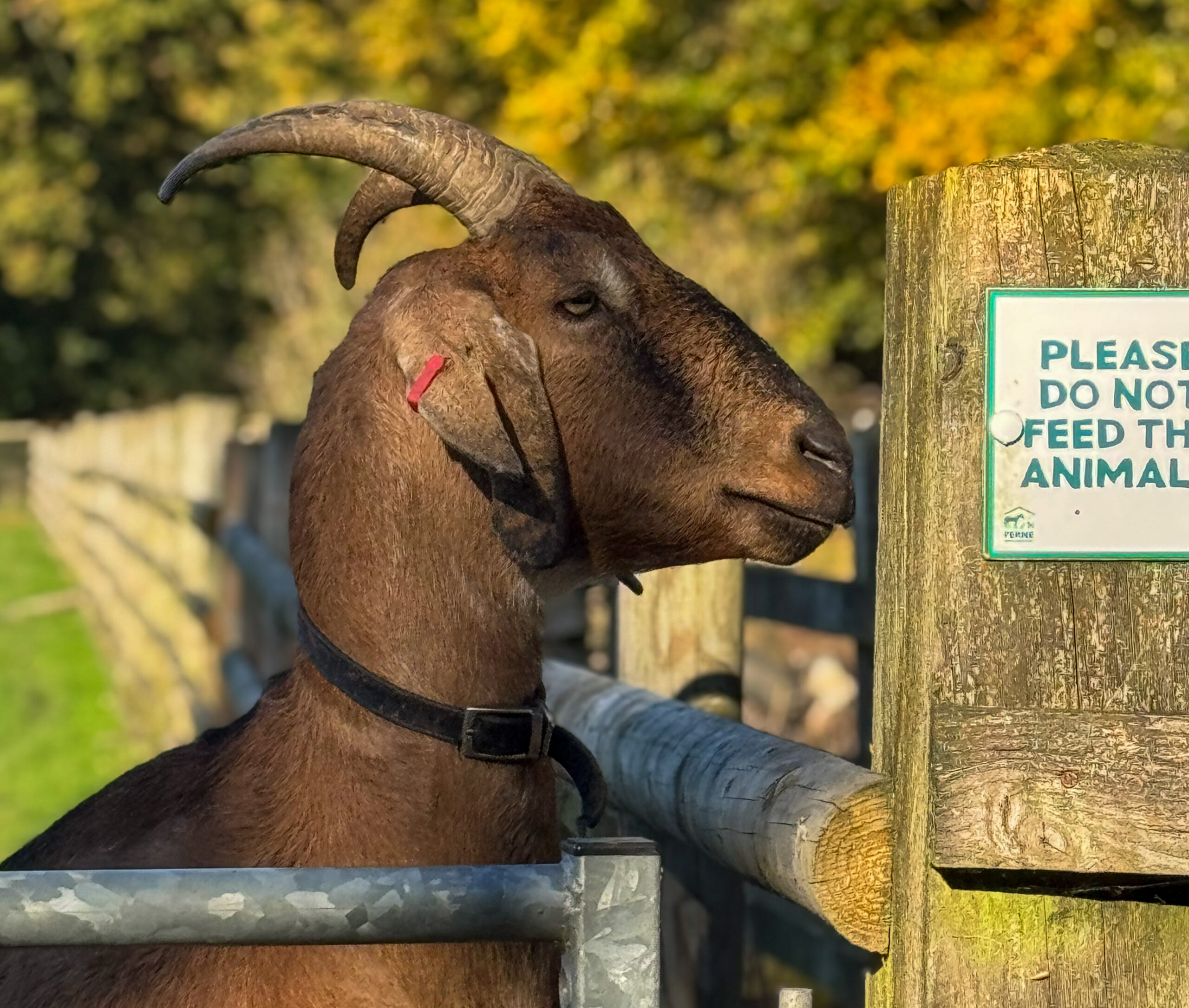 Visiting Ferne Animal Sanctuary